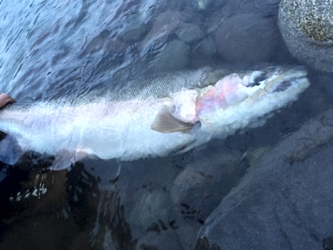 Spring Steelheaders Photo