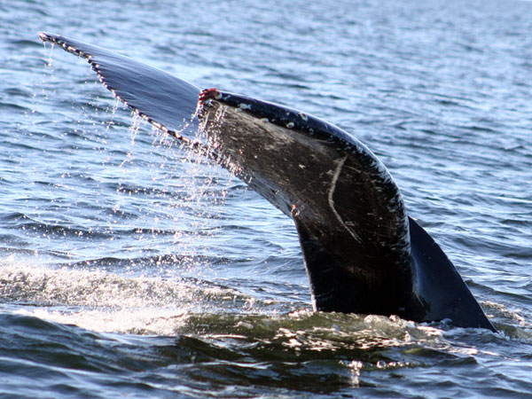 humpback-whales-nautical-west-fishing