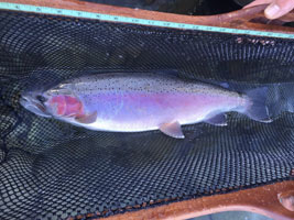 Steelhead Fishing Photo NWSF 2018